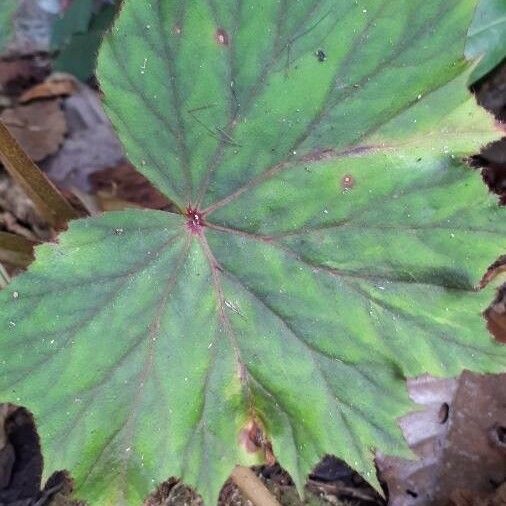 Begonia minor Ліст