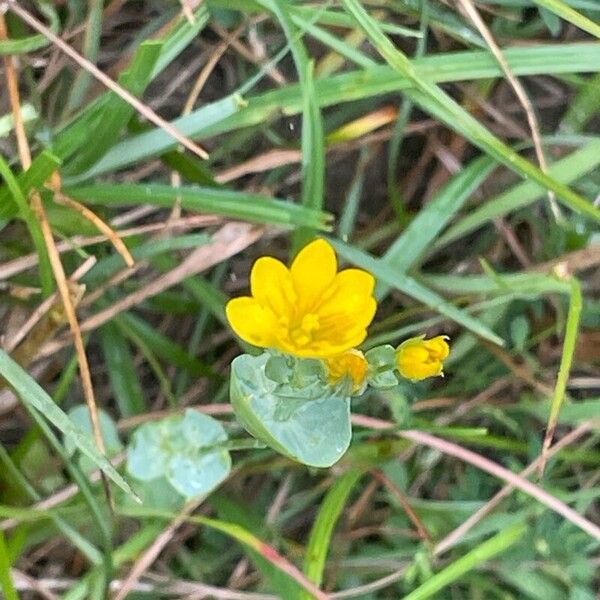 Blackstonia perfoliata 花