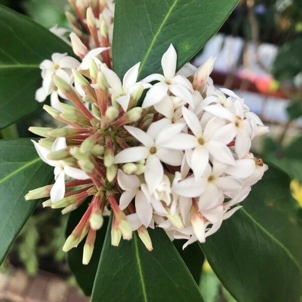 Acokanthera oblongifolia পাতা