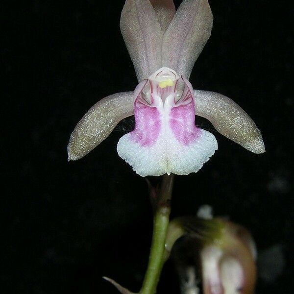 Eulophia maculata 花