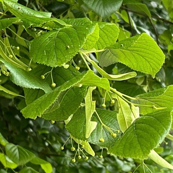 Tilia platyphyllos Blad