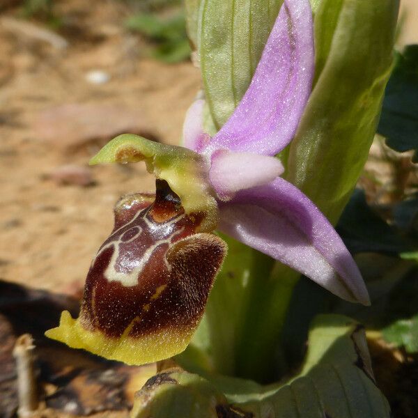 Ophrys × minuticauda Flower