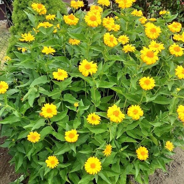 Heliopsis helianthoides عادت داشتن