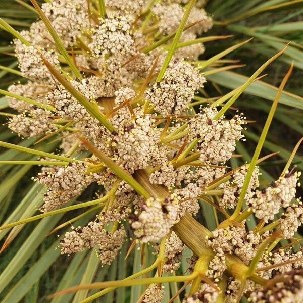 Aciphylla aurea Fleur