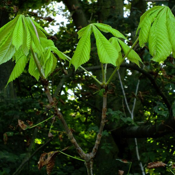 Aesculus turbinata Leaf