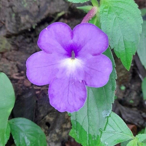 Achimenes longiflora Květ