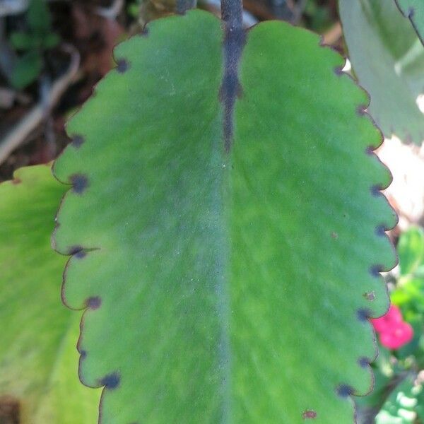 Kalanchoe pinnata पत्ता