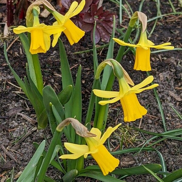 Narcissus cyclamineus অভ্যাস