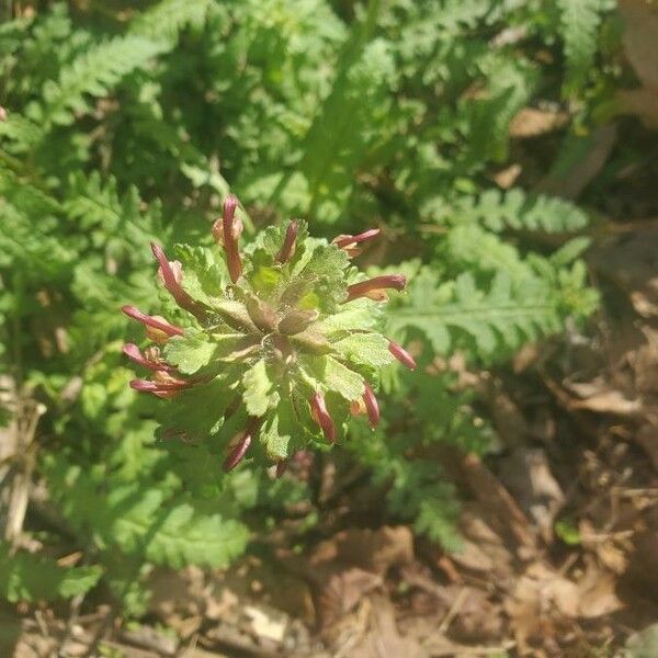 Pedicularis canadensis Flor