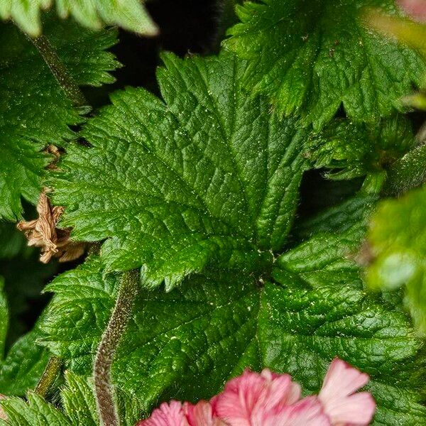 Geum coccineum Φύλλο