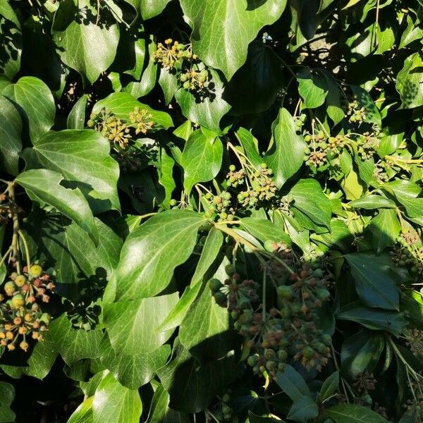 Hedera colchica Blatt