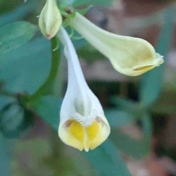 Melampyrum lineare Flower