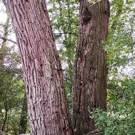 Salix pentandra Casca