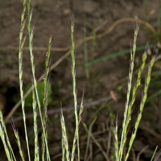 Festuca maritima Habit