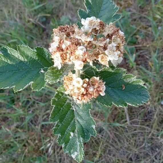 Sorbus intermedia Leaf