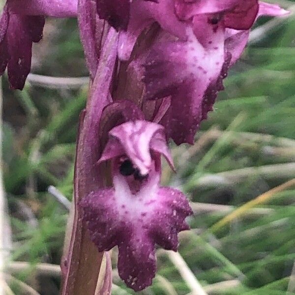 Anacamptis coriophora Žiedas