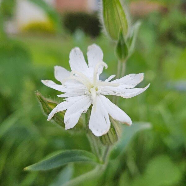 Silene dichotoma Flors