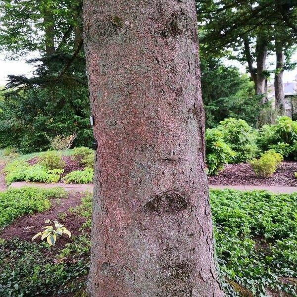 Abies homolepis Bark