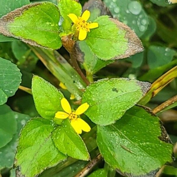 Calyptocarpus vialis Flor