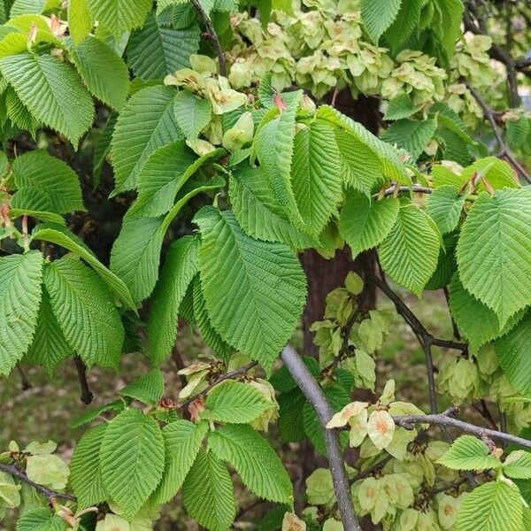 Ulmus glabra برگ