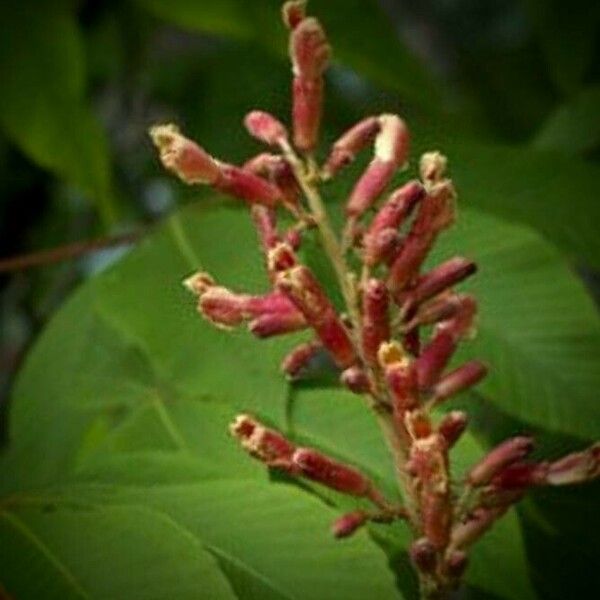 Aesculus pavia फूल