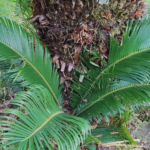 Cycas revoluta Кора