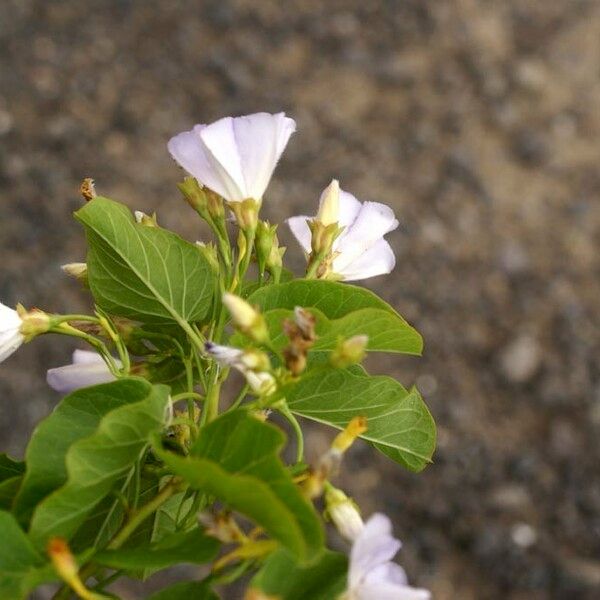 Convolvulus lopezsocasii Outro