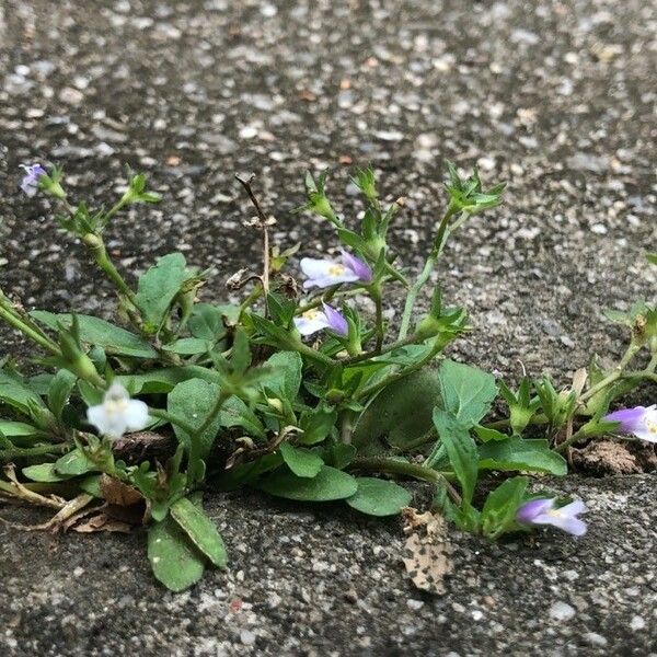 Mazus pumilus Fiore