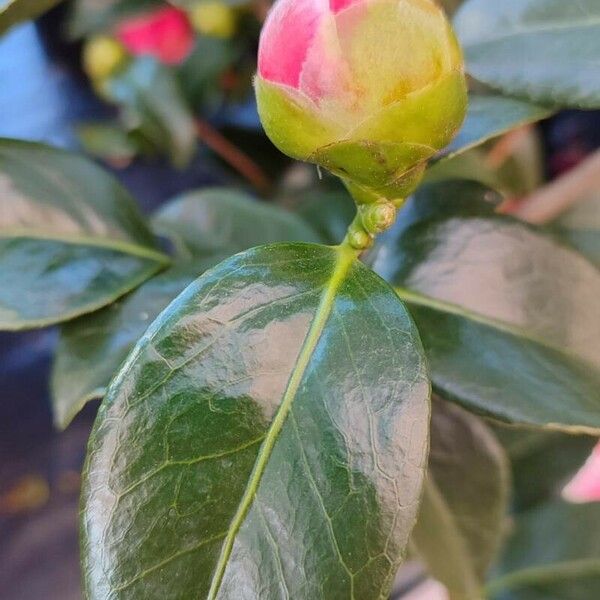 Camellia japonica ᱮᱴᱟᱜ