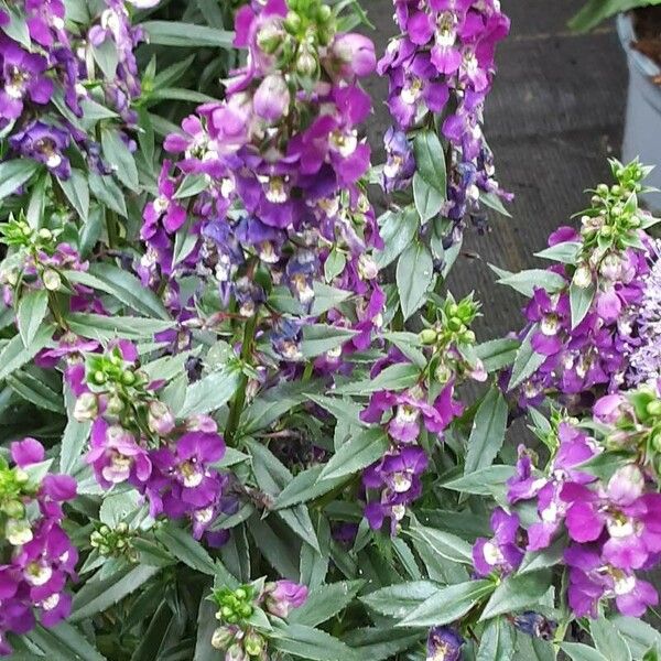 Angelonia angustifolia 整株植物