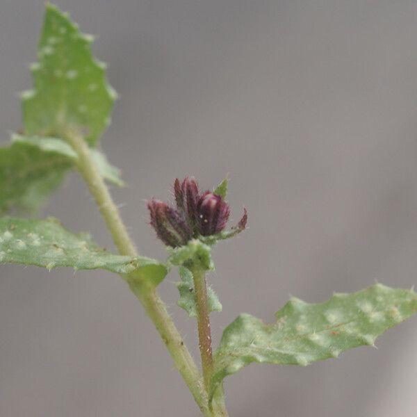 Anchusella variegata Blad