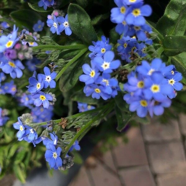 Myosotis sylvatica Flower