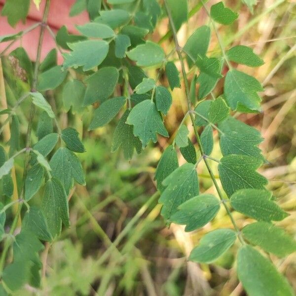 Thalictrum minus Leaf