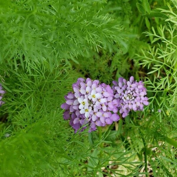 Iberis umbellata Цвят