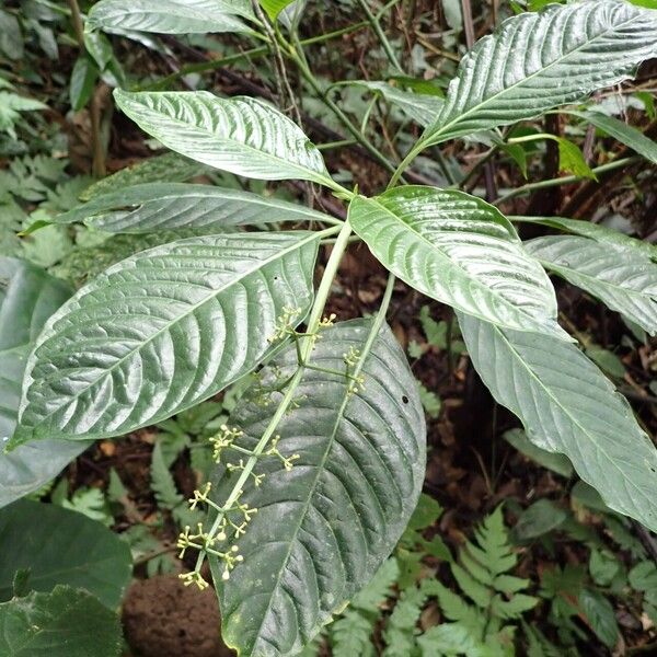 Psychotria darwiniana Leaf