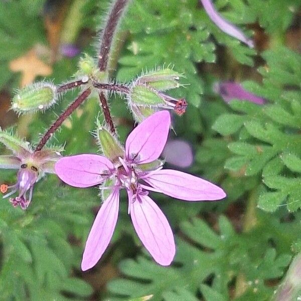 Erodium cicutarium Flower