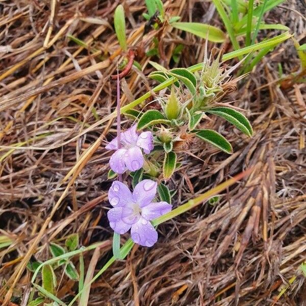 Barleria delamerei Листок