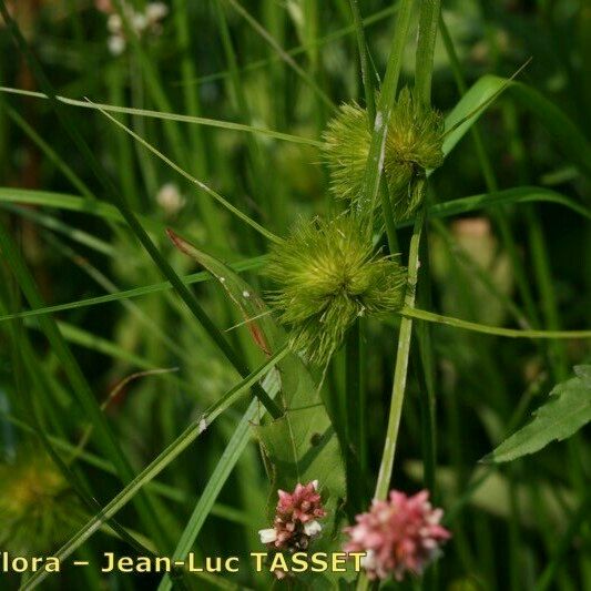 Carex bohemica Habit
