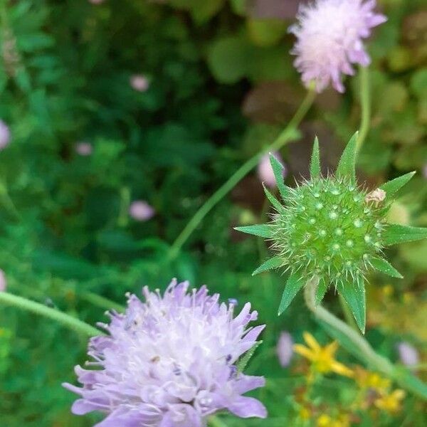 Knautia dipsacifolia Blomst