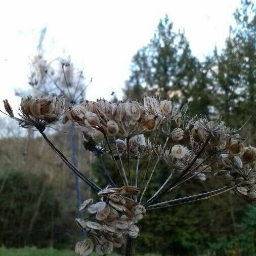 Heracleum sphondylium Fruit