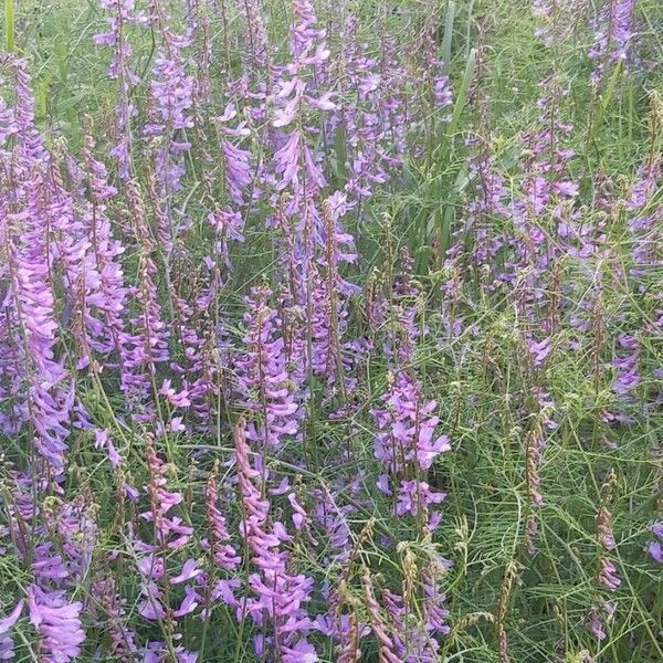 Vicia dalmatica Flor