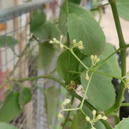 Cissus repens Blüte