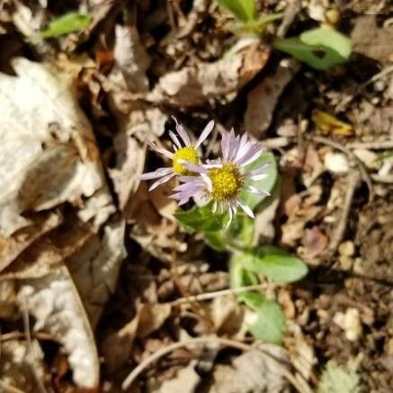 Erigeron pulchellus Flower