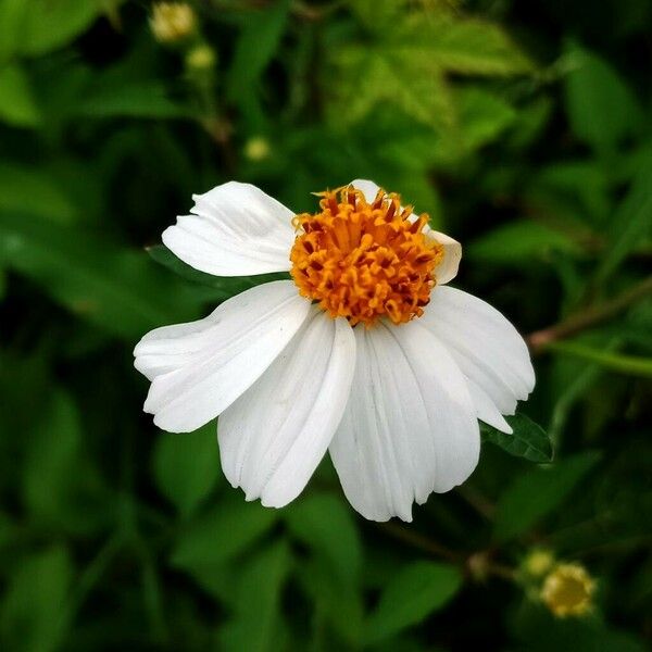 Bidens pilosa Flower