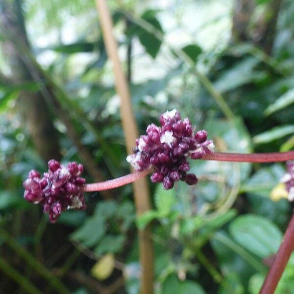 Pilea umbellata പുഷ്പം