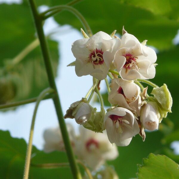 Dombeya burgessiae Bloem