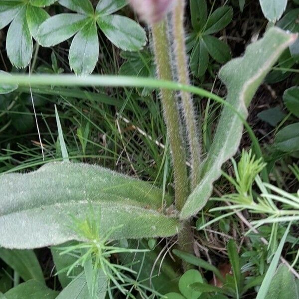 Arnica montana Leaf