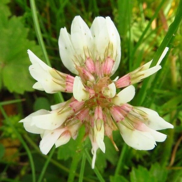 Trifolium pallescens Flower