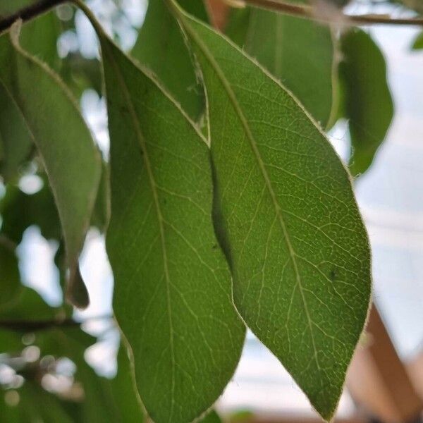 Pittosporum crassifolium Лист