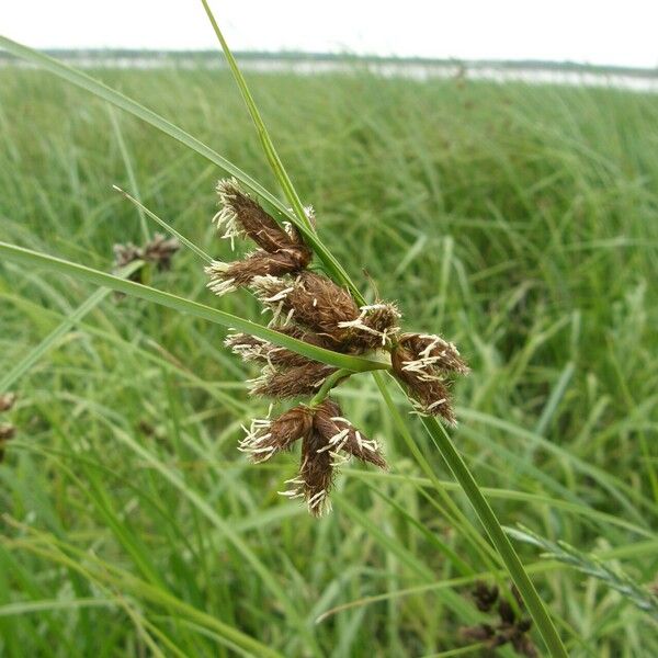 Bolboschoenus maritimus Flower